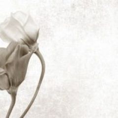 Кухонный фартук Цветы 069 МДФ матовый (3000) Flowers в Перми - perm.mebel24.online | фото 1